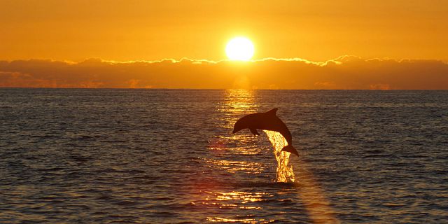 Full day private luxury yacht cruise dolphin watching lunch (11)